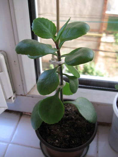 Kalanchoe rosie (simpla) - Kalanchoe