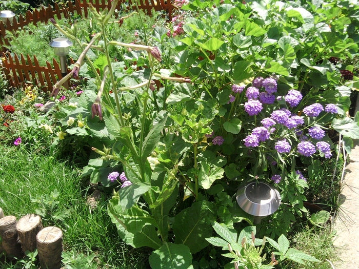 SP_A0964 - iunie 2010 si iulie 2010