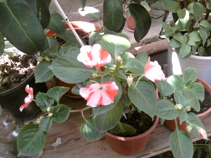 SP_A0972 - iunie 2010 si iulie 2010