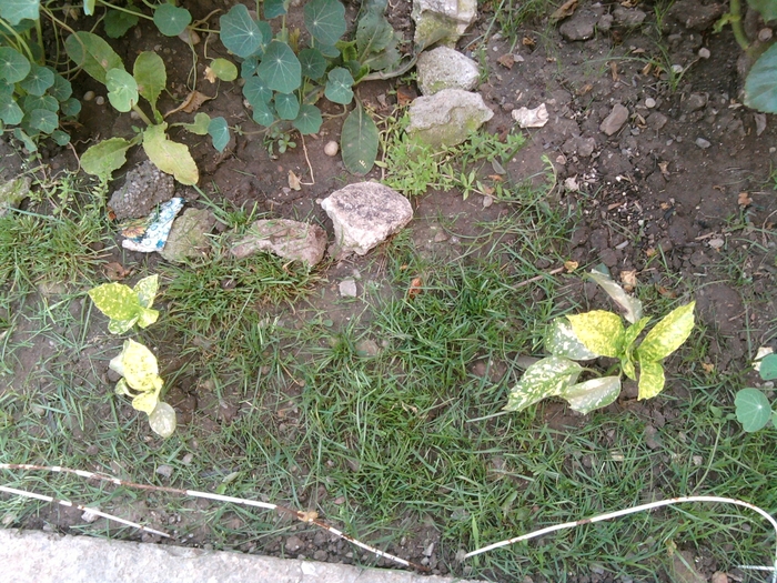 SP_A0975 - iunie 2010 si iulie 2010