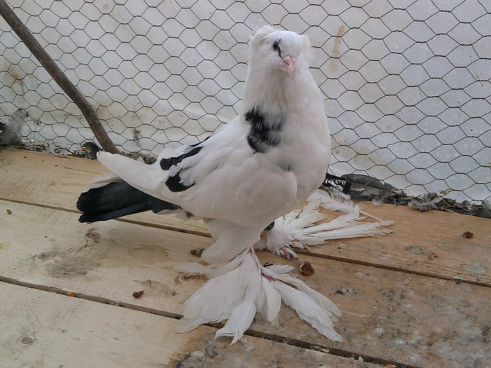 Fotografie0957 - 21-Pui Urias Maghiar 2010