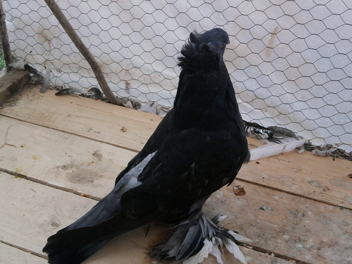 Fotografie0965 - 21-Pui Urias Maghiar 2010