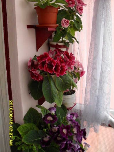 flori-12 007