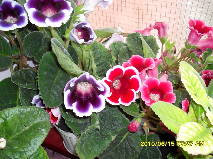 flori-12 008