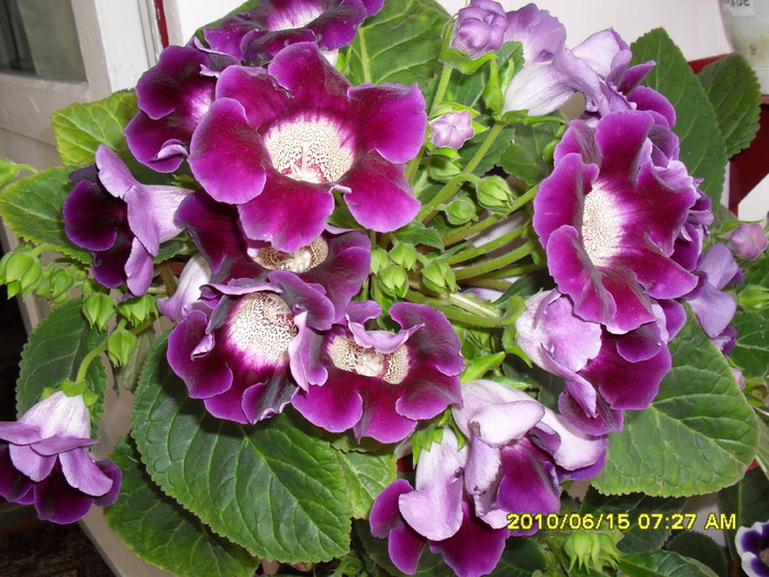 flori-12 009