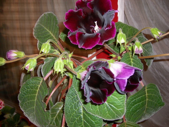 flori-12 010