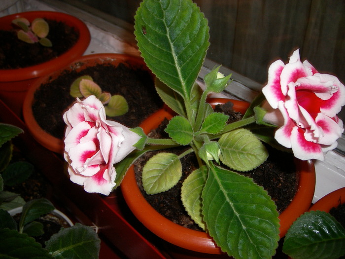 flori-12 011