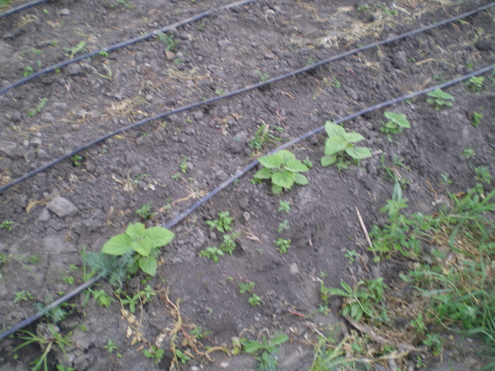 Evolutia in camp - Paulownia