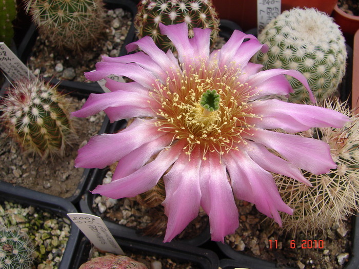 DSC08591 - Cactusi Iunie