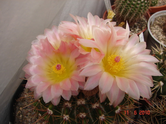 DSC08592 - Cactusi Iunie