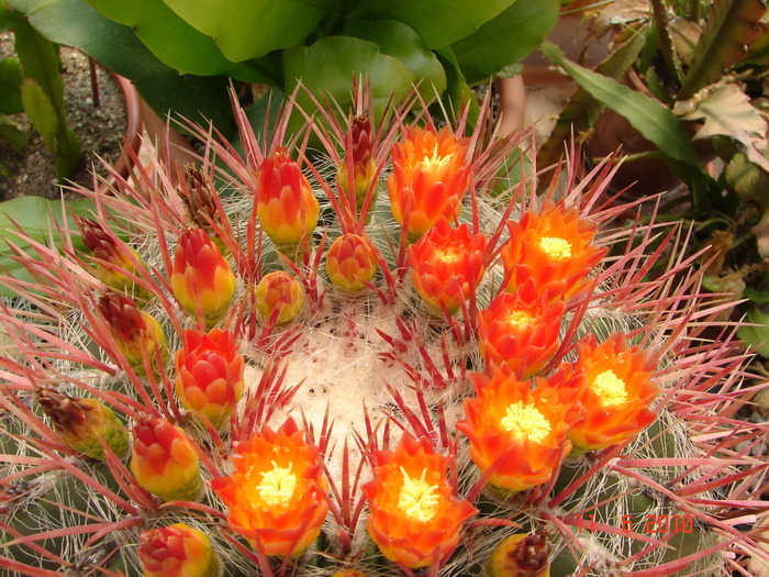 DSC08595 - Cactusi Iunie