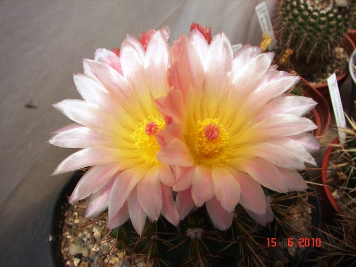 DSC08629 - Cactusi Iunie