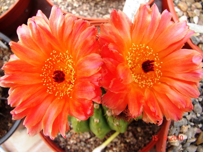 DSC08631 - Cactusi Iunie