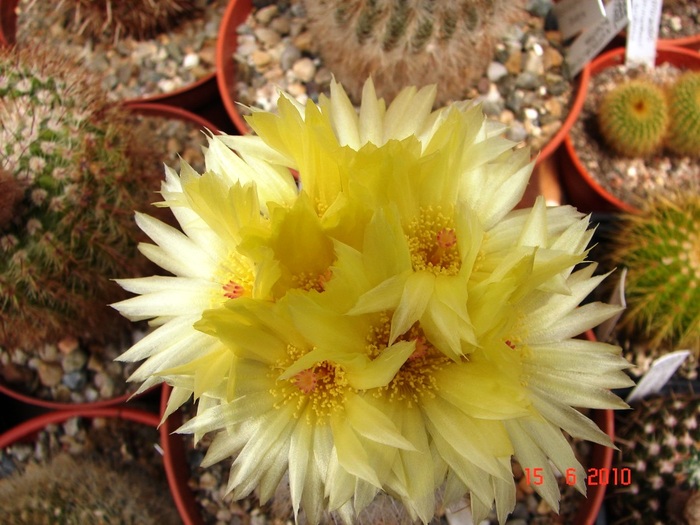 DSC08632 - Cactusi Iunie
