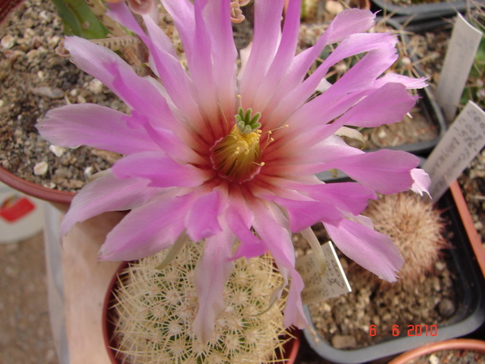 DSC08553 - Cactusi Iunie