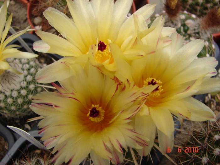 DSC08555 - Cactusi Iunie