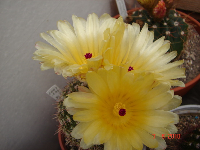 DSC08528 - Cactusi Iunie