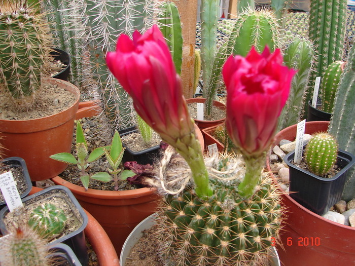DSC08532 - Cactusi Iunie