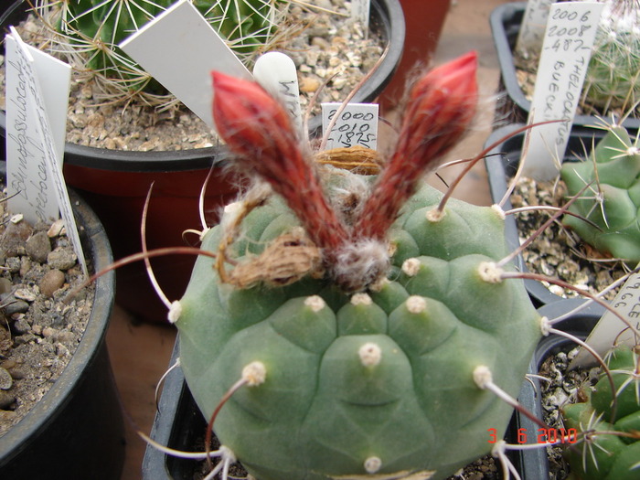 DSC08533 - Cactusi Iunie