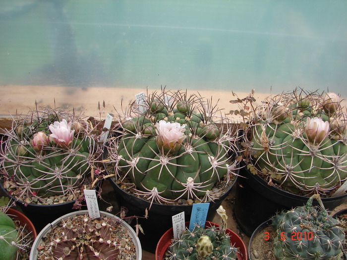 DSC08534 - Cactusi Iunie