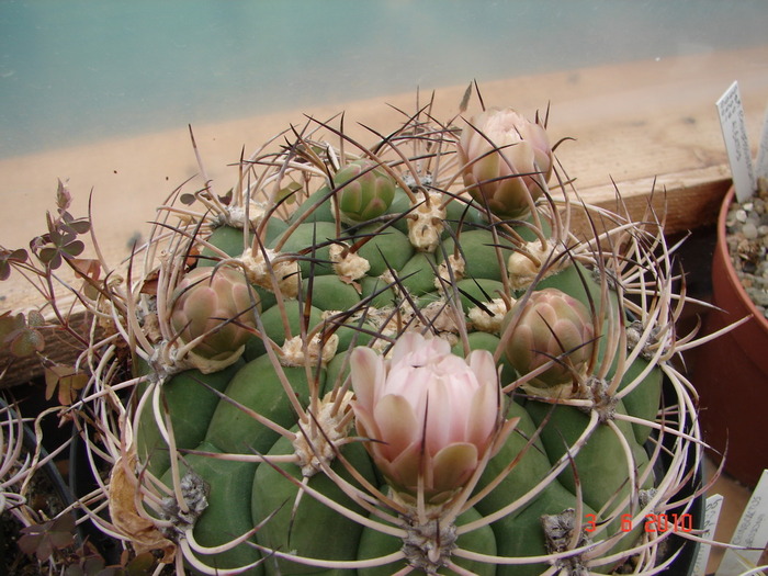 DSC08535 - Cactusi Iunie