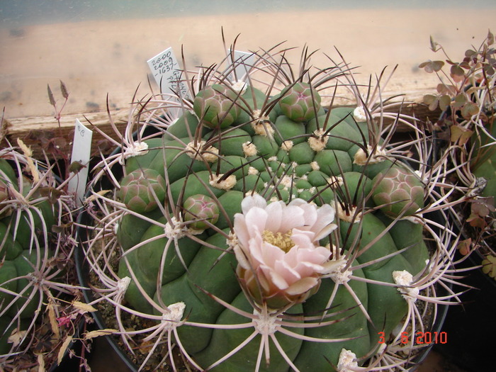 DSC08536 - Cactusi Iunie