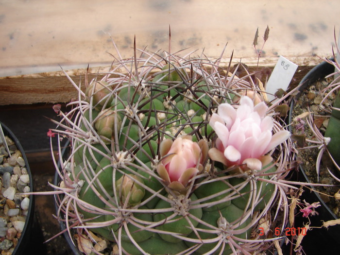 DSC08537 - Cactusi Iunie