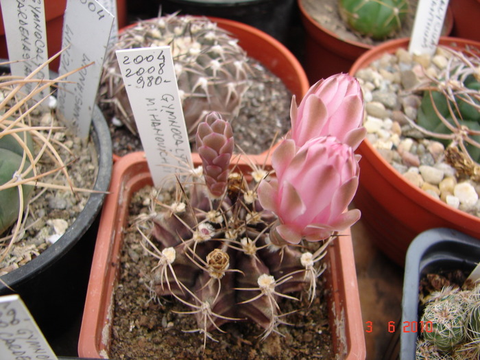 DSC08538 - Cactusi Iunie