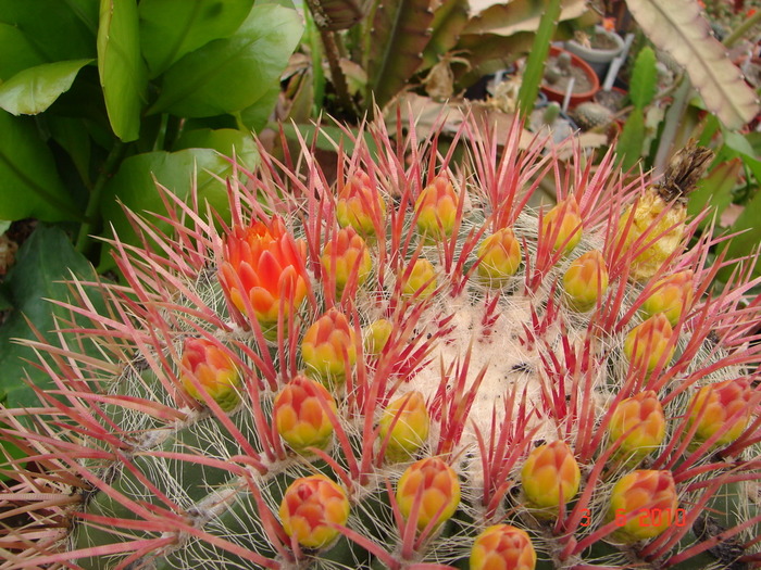 DSC08539 - Cactusi Iunie