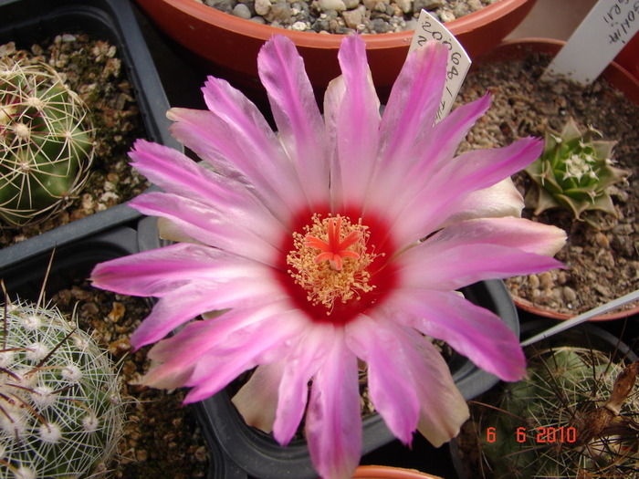 DSC08543 - Cactusi Iunie