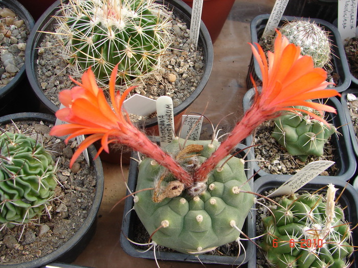 DSC08544 - Cactusi Iunie