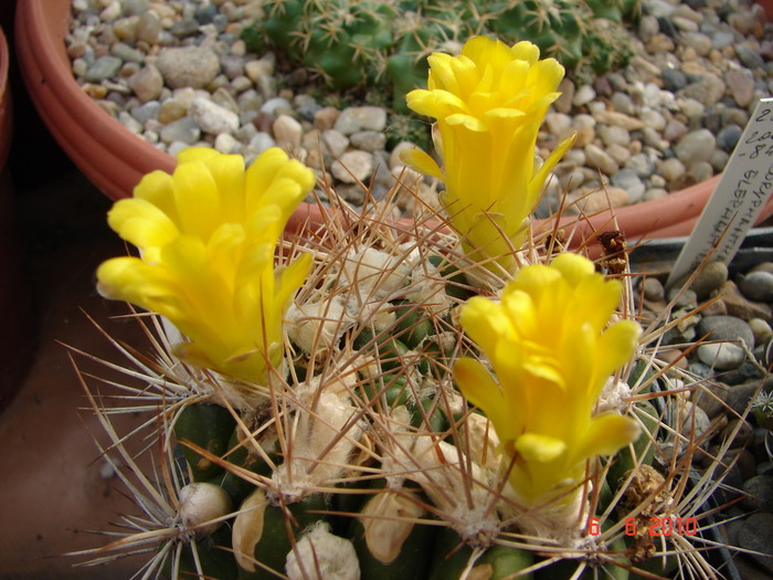 DSC08545 - Cactusi Iunie