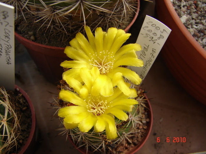 DSC08546 - Cactusi Iunie