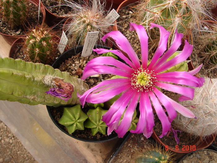 DSC08547 - Cactusi Iunie