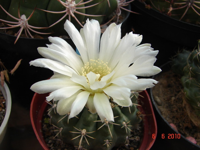 DSC08548 - Cactusi Iunie