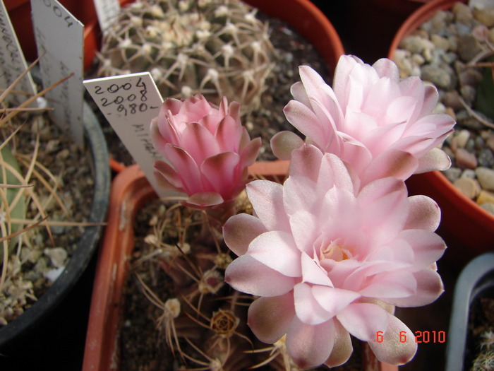 DSC08549 - Cactusi Iunie