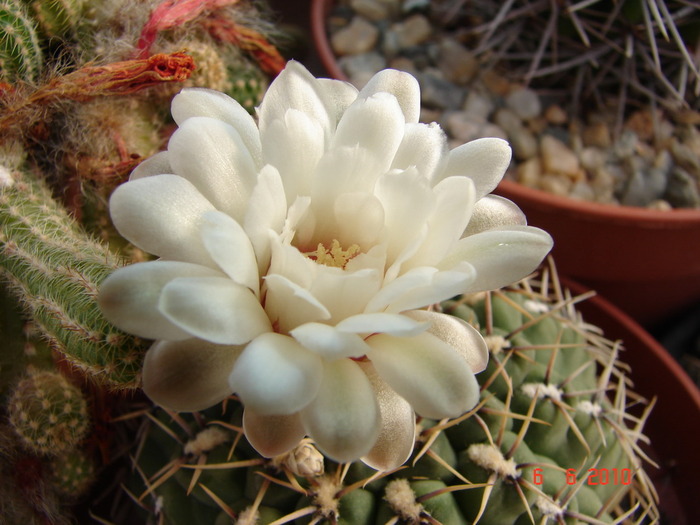 DSC08550 - Cactusi Iunie