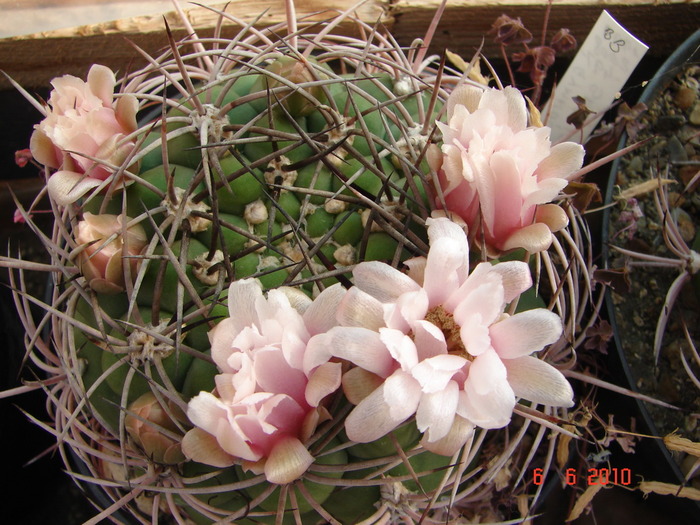 DSC08552 - Cactusi Iunie