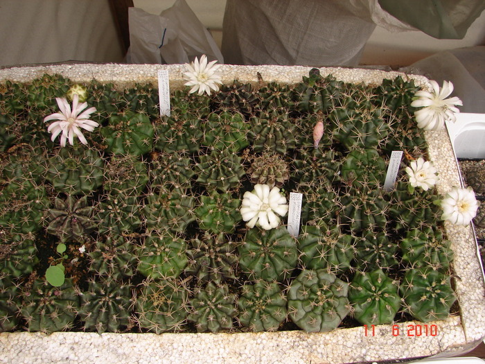 DSC08603