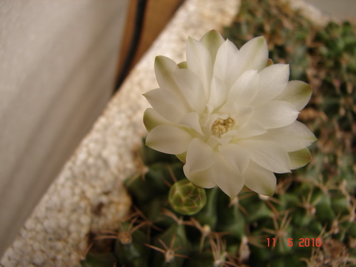 DSC08606