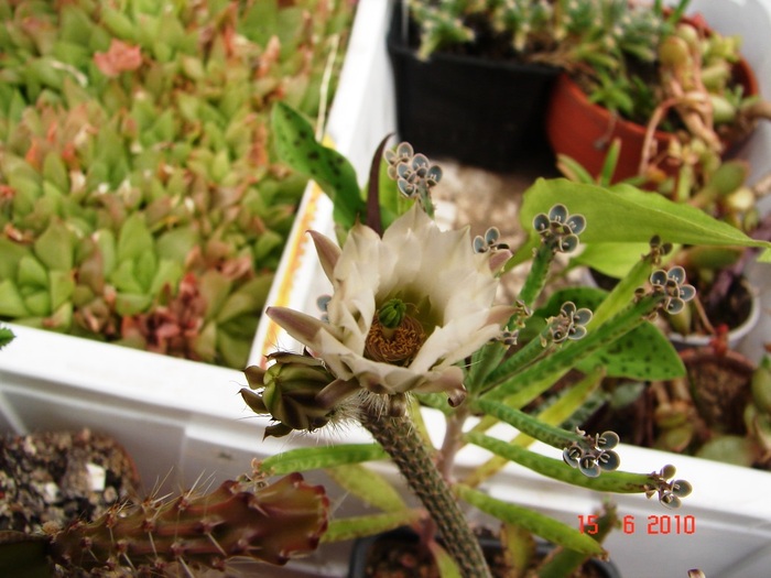 DSC08620