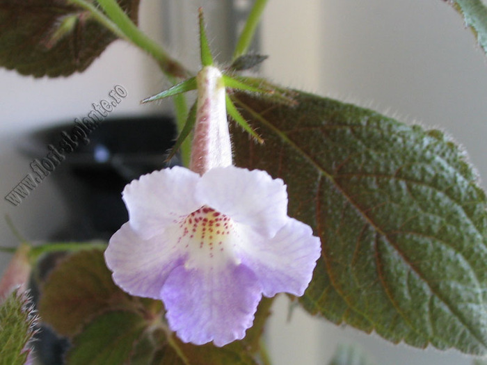 XACHICODONIA DARK STAR 4