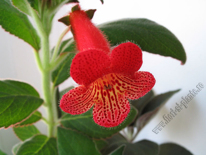 Kohleria Smaprickig rodvit 1