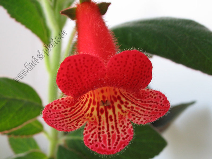 Kohleria Smaprickig rodvit 2