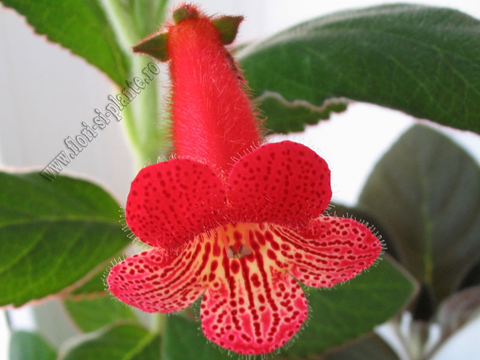 Kohleria Smaprickig rodvit 3