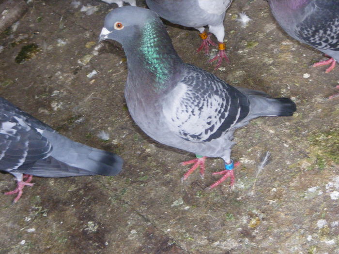 DSCF0112 - Porumbeii pe care i-am avut 2009-2011