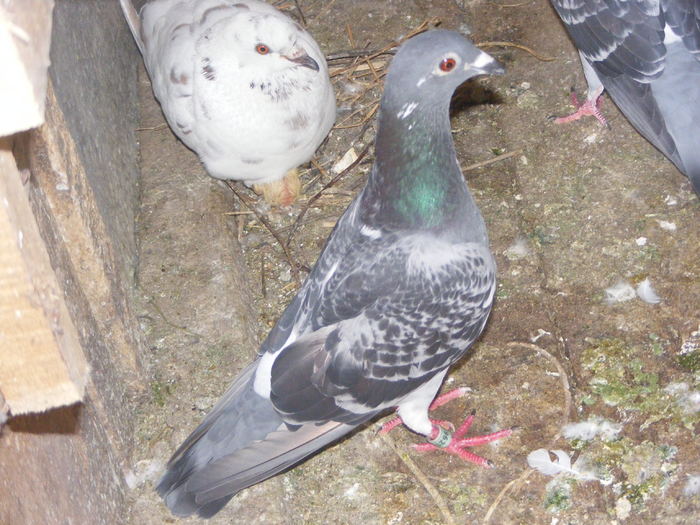 DSCF0113 - Porumbeii pe care i-am avut 2009-2011