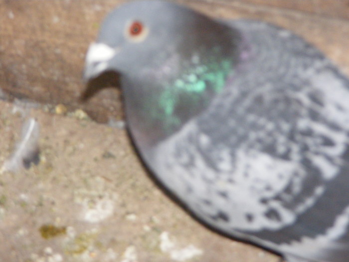 DSCF0115 - Porumbeii pe care i-am avut 2009-2011