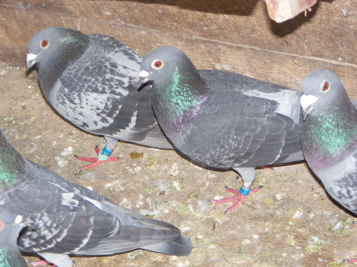 DSCF0125 - Porumbeii pe care i-am avut 2009-2011