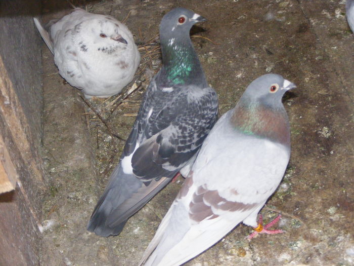 DSCF0126 - Porumbeii pe care i-am avut 2009-2011